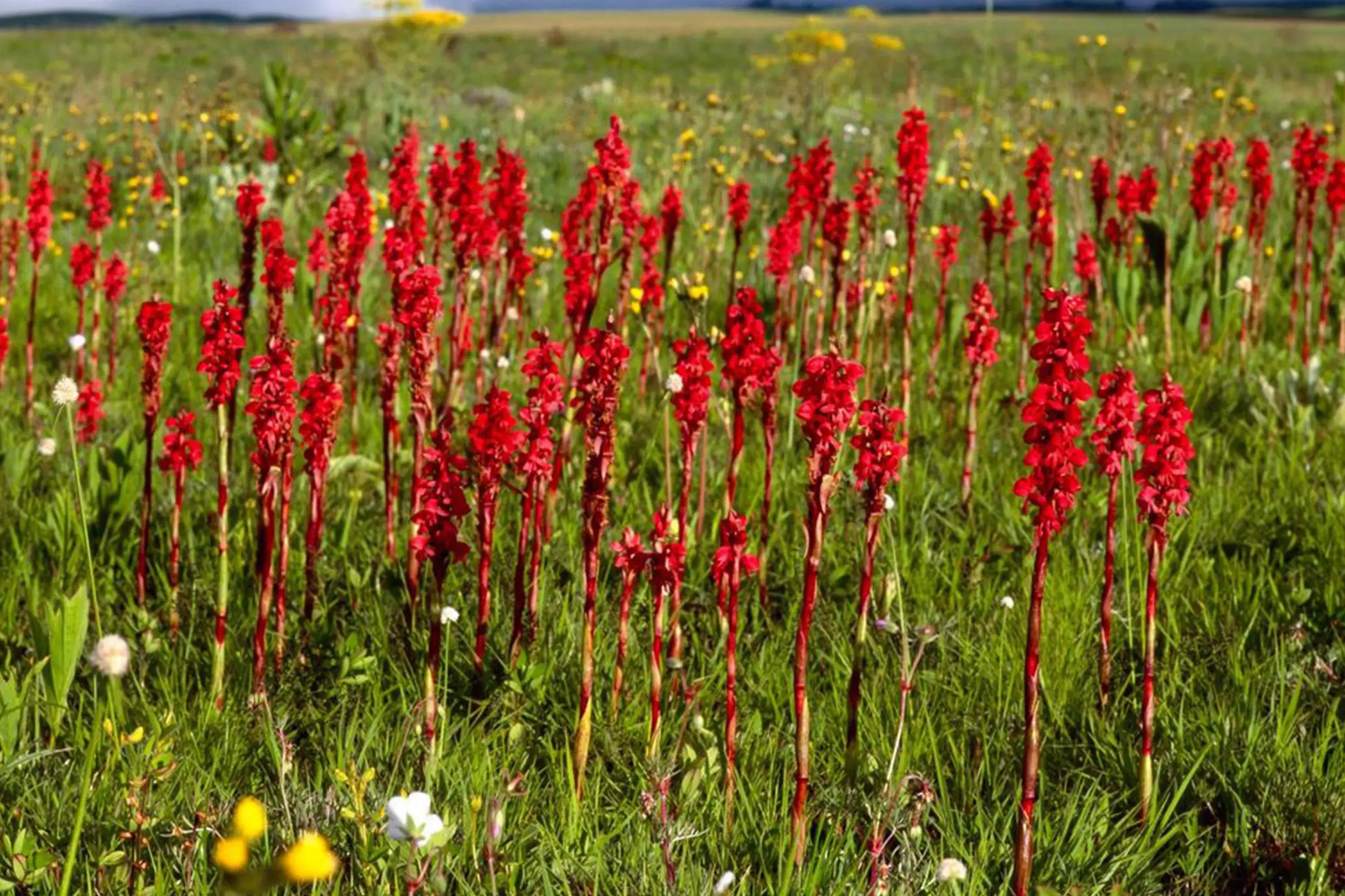 Kitulo National Park