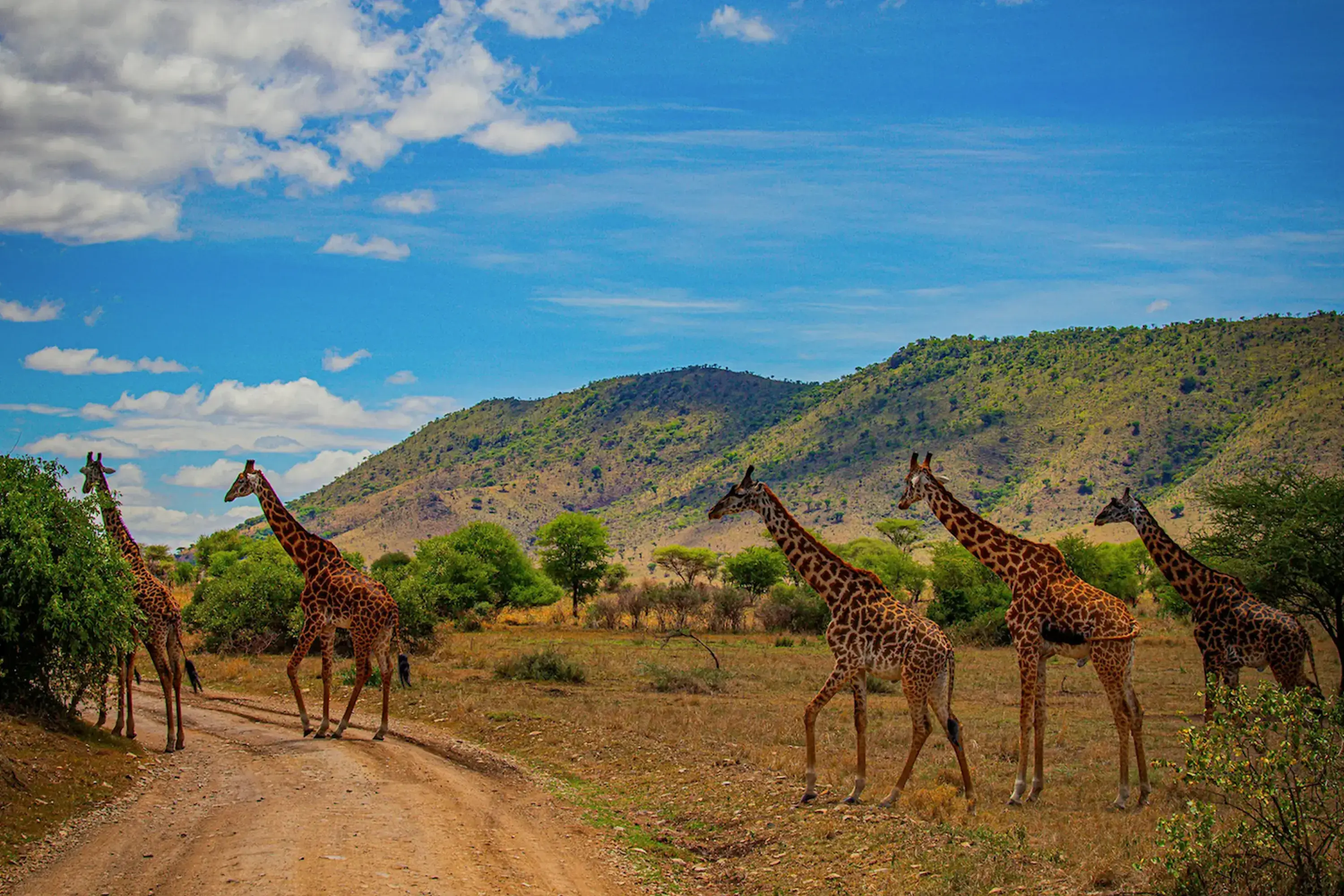 Mikumi National Park