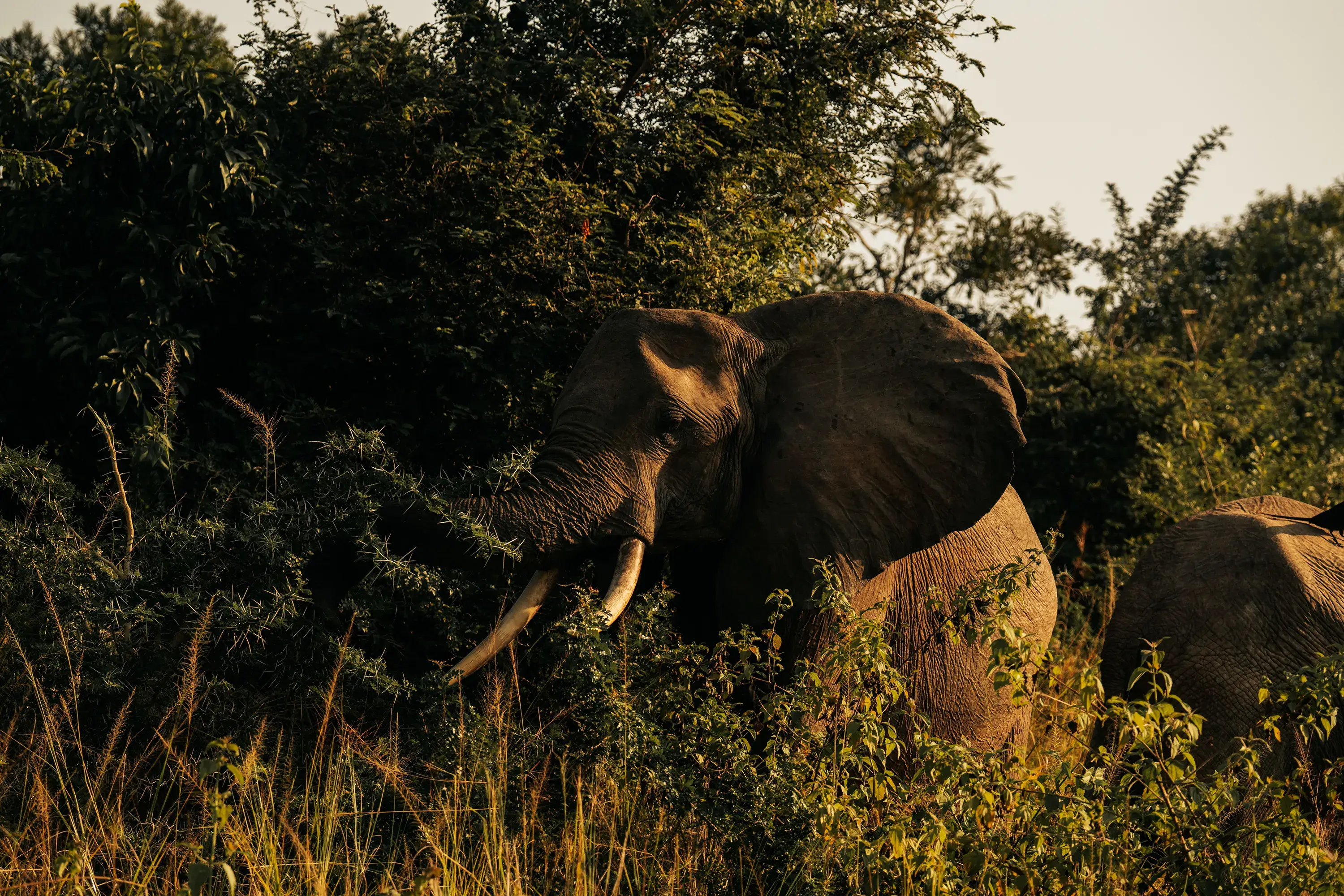 Nyerere National Park