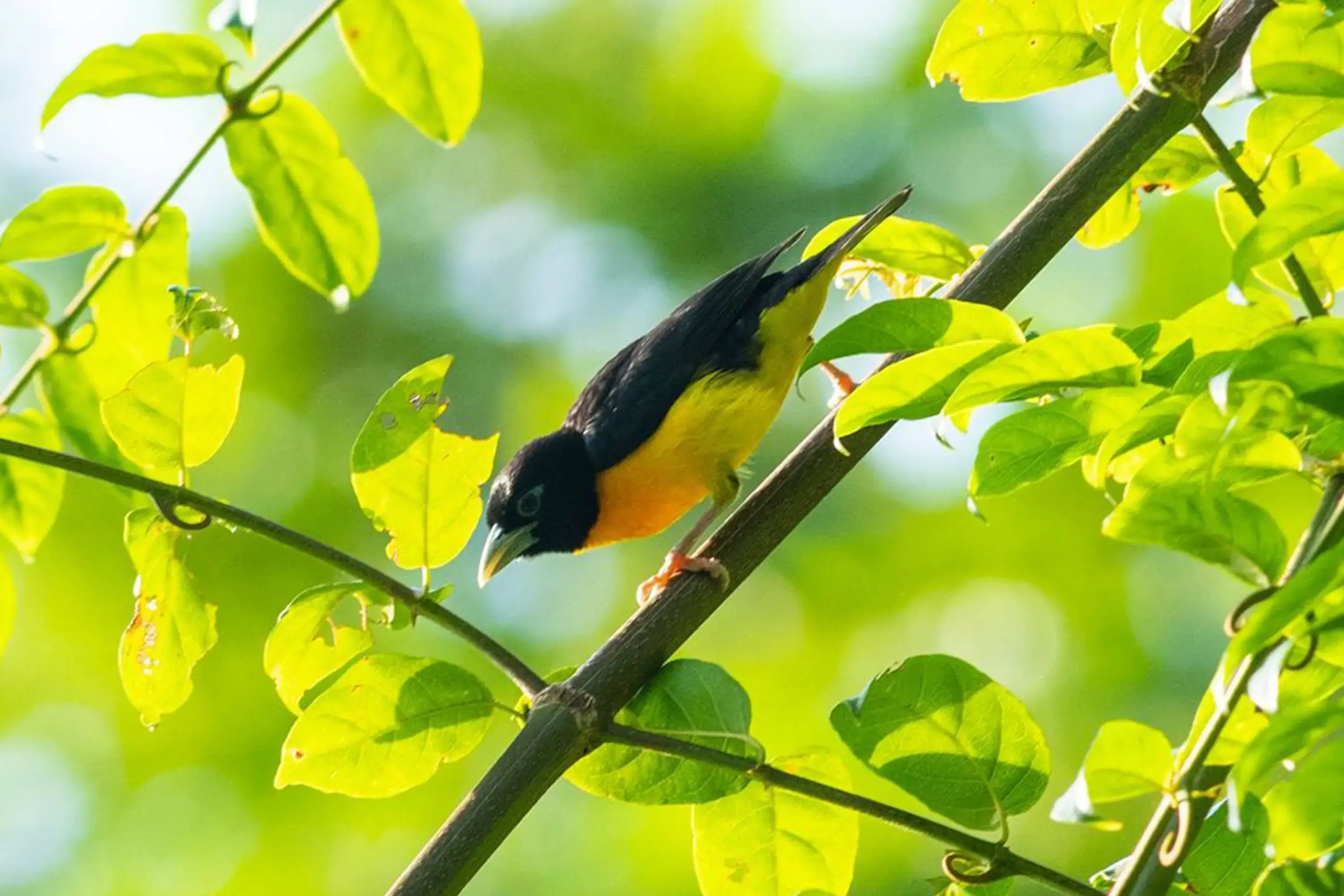 Udzungwa Mountains National Park